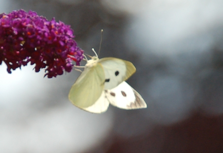 vlinders-Pieris-brassiae-groot koolwitje-2